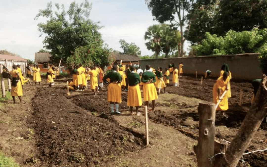 Planting Kitchen Gardens at Home and School